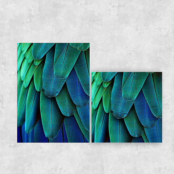Conjunto de 2 quadros - Plumas - Série Macro