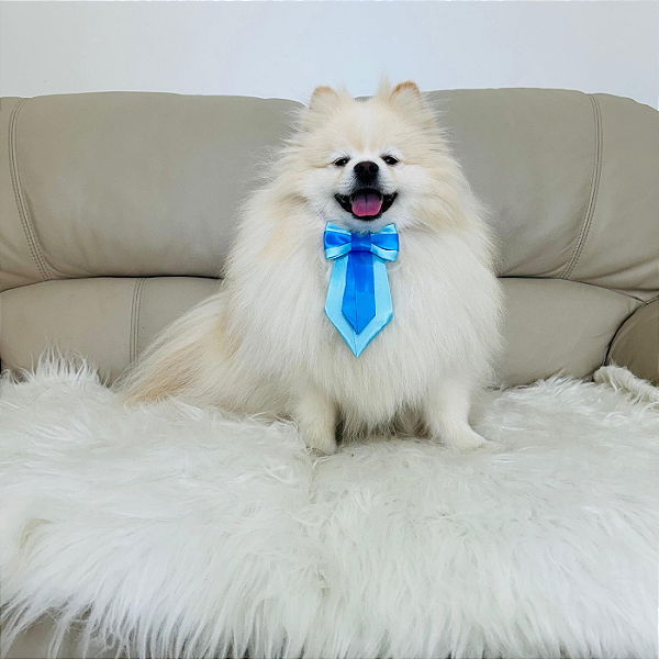 Gravata Azul para Pet – Estilo, Charme e Conforto para Todas as Ocasiões