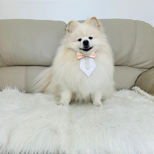 Gravata Elegante para Pet – Charme, Estilo e Sofisticação para o Seu Melhor Amigo