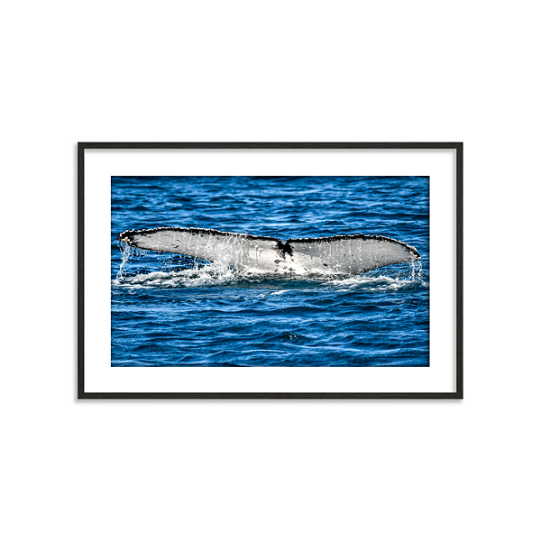 Rabo de baleia (Arraial do Cabo, RJ)