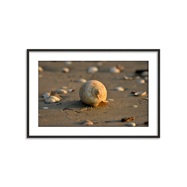 Caramujo (Ilha do Mel, PR)