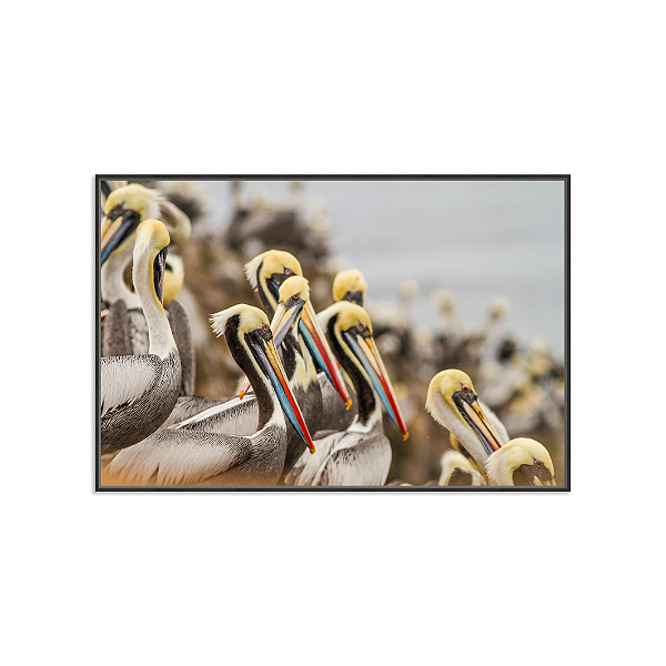 Pelicanos (Punta Hermosa, Peru)