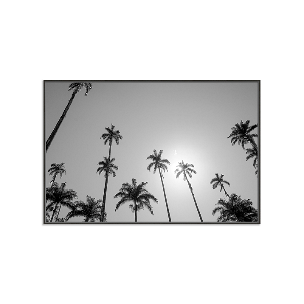 Coqueiros ao Sol ( Rio de Janeiro, RJ)