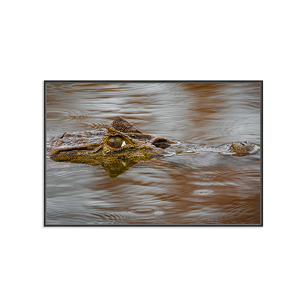 Jacaré Papo Amarelo (Ilha do Mel, PR)
