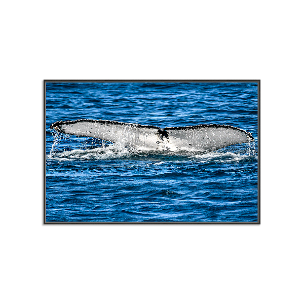 Rabo da Baleia (Arraial do Cabo, RJ)