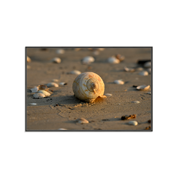 Caramujo (Ilha do Mel, PR)