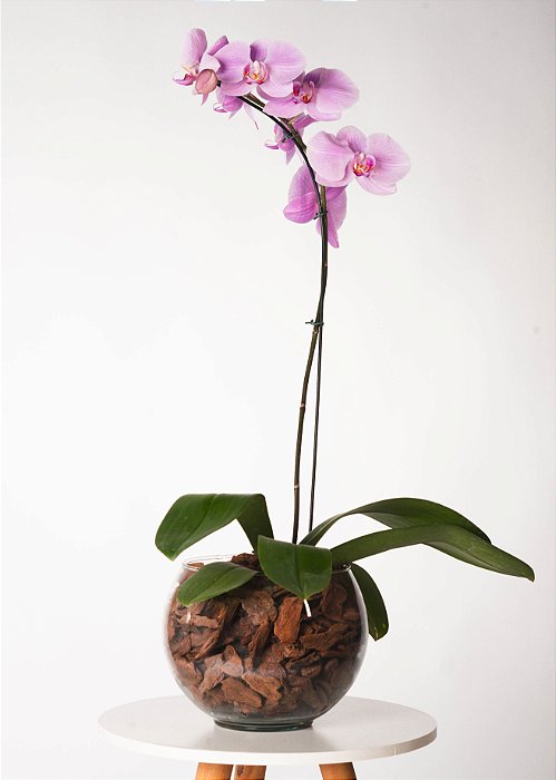 ORQUÍDEA NO CACHEPOT DE VIDRO