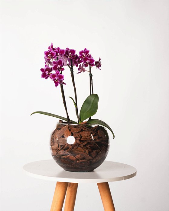 MINI ORQUÍDEA NO CACHEPOT DE VIDRO