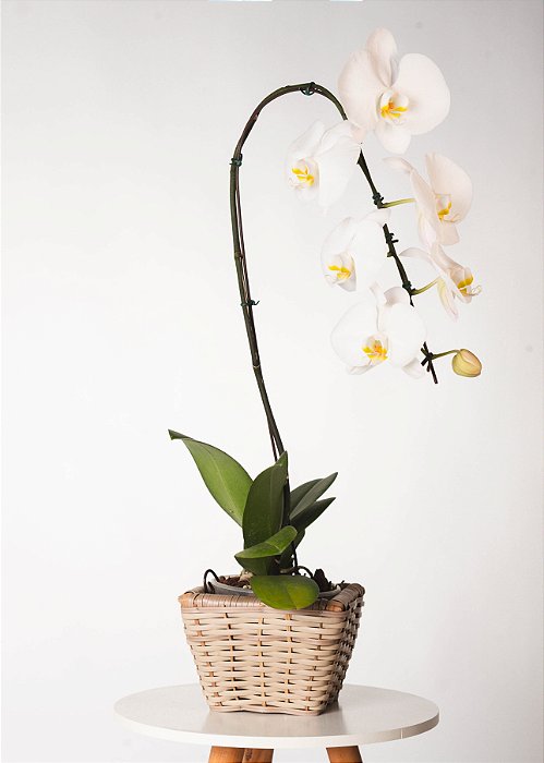 ORQUÍDEA CASCATA NO CACHEPOT DE VIME