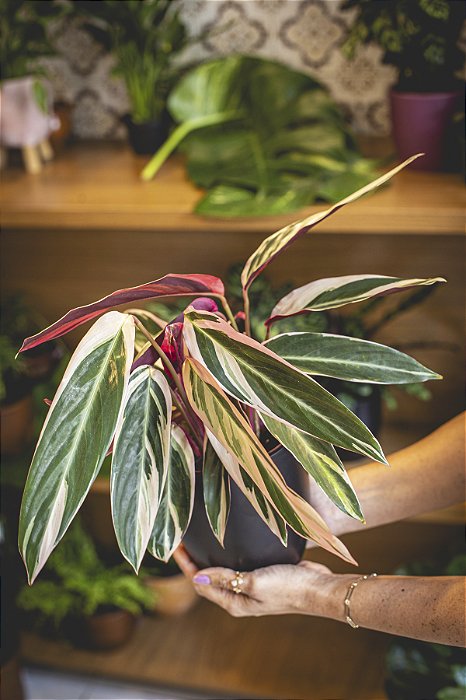 CALATHEA TRIALISTAR