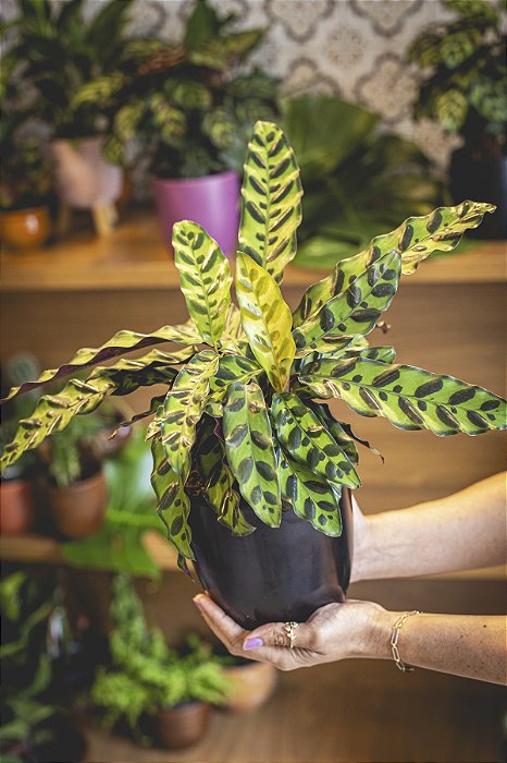 CALATHEA INSIGNIS