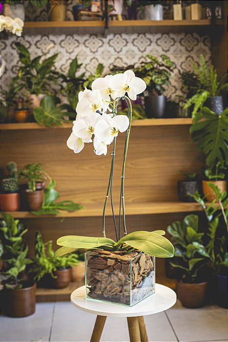ORQUÍDEA CASCATA NO CACHEPOT DE VIDRO QUADRADO