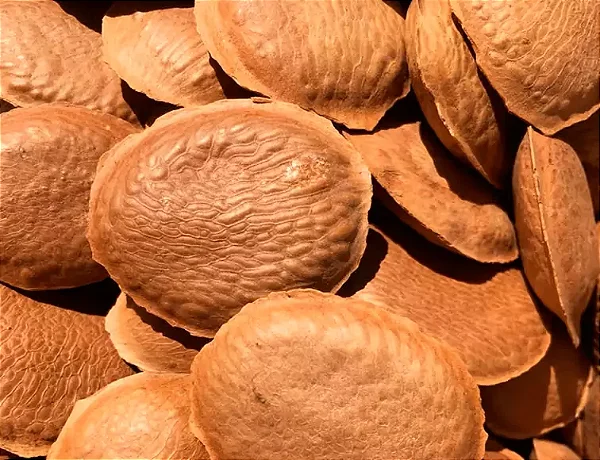 Chá semente de sucupira