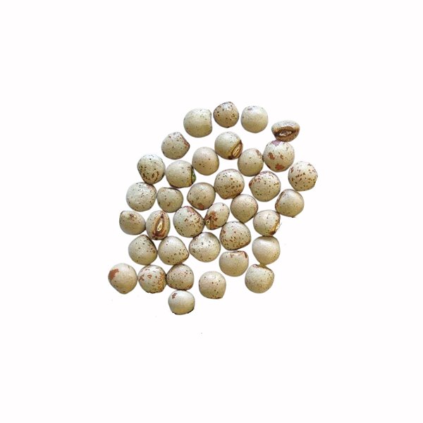 Fava Kavungo