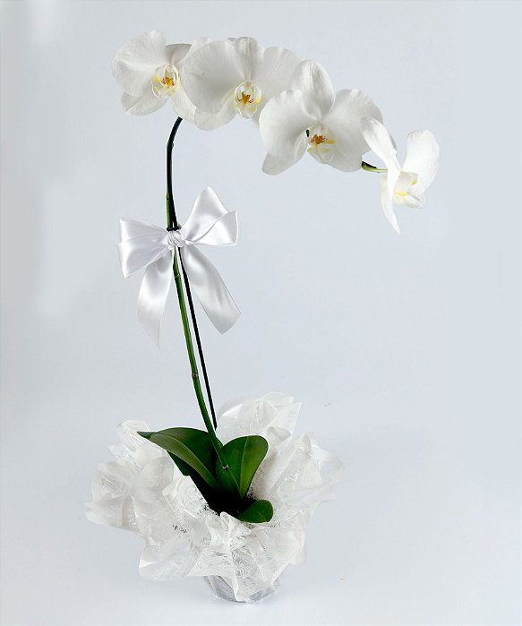 Vaso de orquidea Faleanopoles cachepo