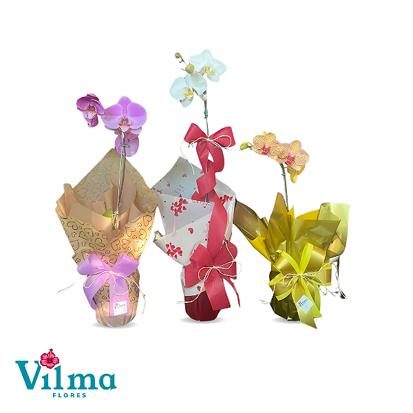Orquídea Phalaenopsis tamanho M cores variadas