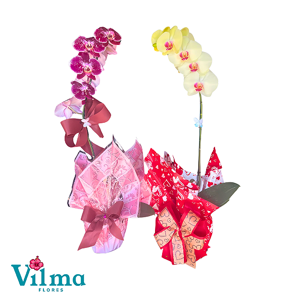 Orquídea Phalaenopsis tamanho G cores variadas
