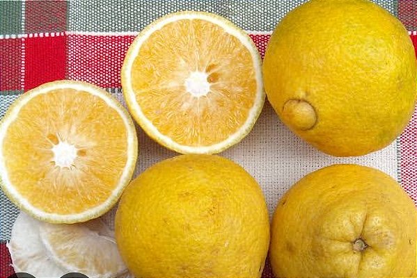 Laranja Champanhe (1kg)