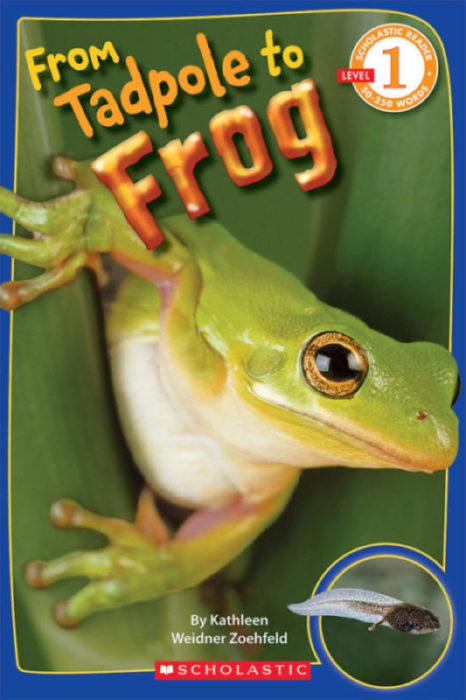 from tadpole to frog
