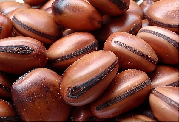 Kit 10 Sementes Olho De Boi Amuleto Natural Sem Furo Mucunã