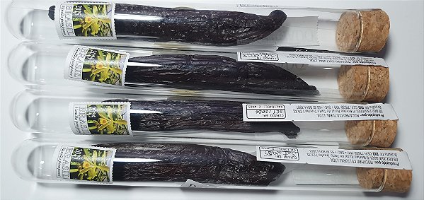 Fava de Vanilla Pompona - Vale do Torto