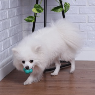 Bola Maciça Átomo 6 em 1 Verde Água para Cães P - Pet Games