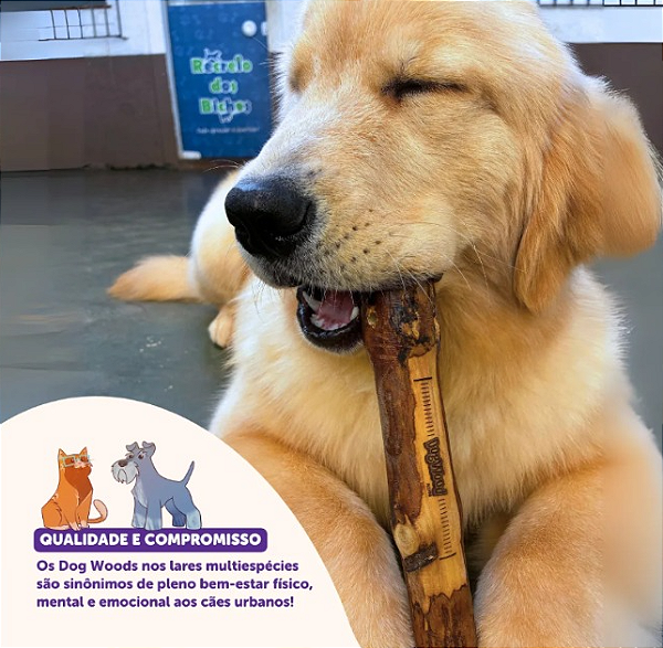 Mordedor Madeira Natural Dog Wood Para Cachorro P - Pet Games