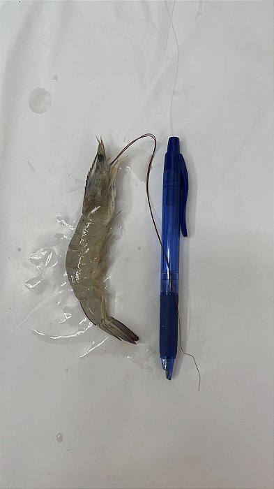 Camarão Cinza Médio - 1kg