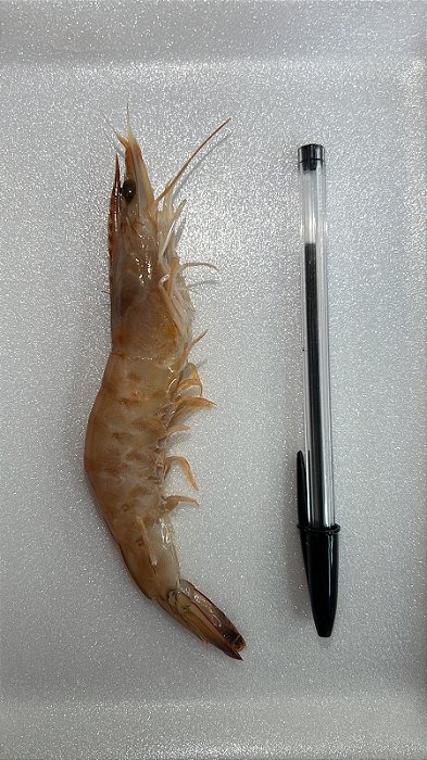 Camarão Rosa Médio - 1kg