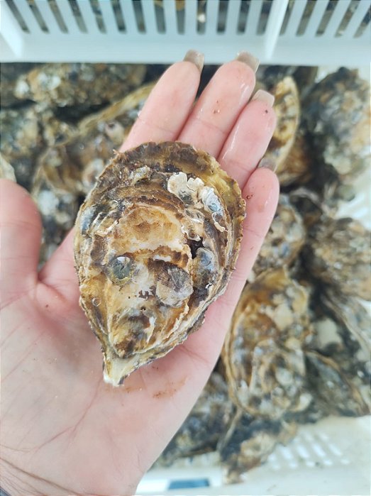 Ostras Frescas - por dúzia