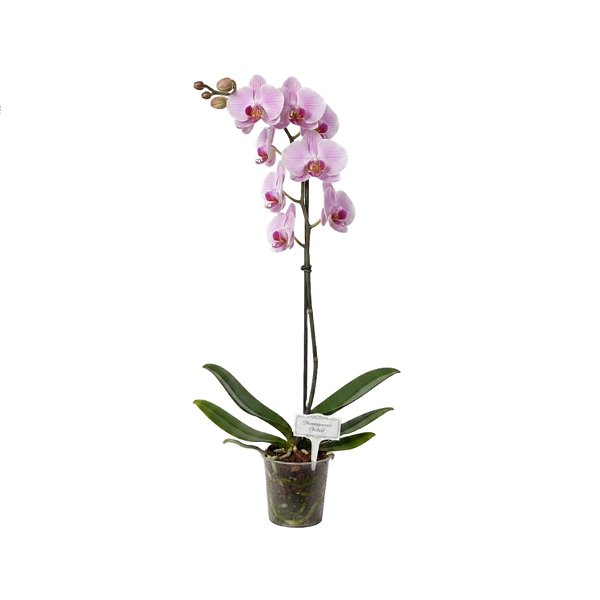 Orquídea Encanto Rosa