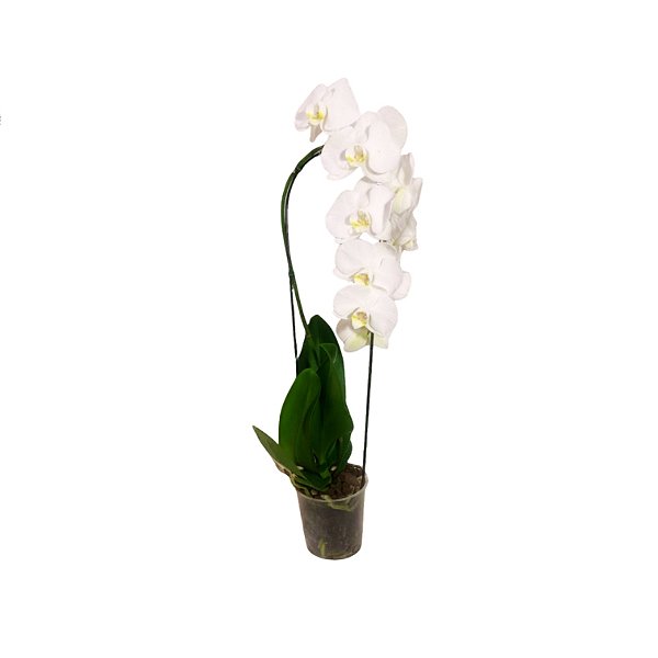 Orquídea Phalaenopsis Branca