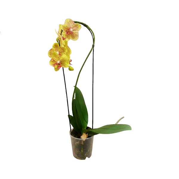 Orquídea Phalaenopsis Amarela