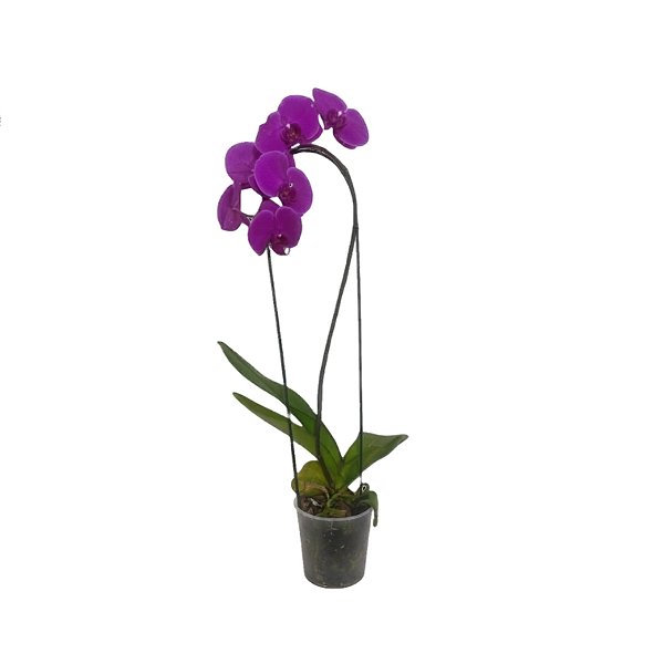 Orquídea Imperial Roxa