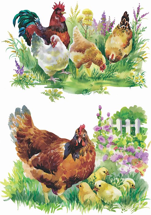 Decalque para Porcelana - Galos e Galinhas 20cm - Montagem 1