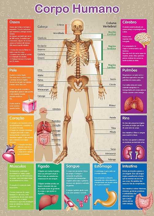 Banner O Corpo Humano | Material Pedagógico Escolar