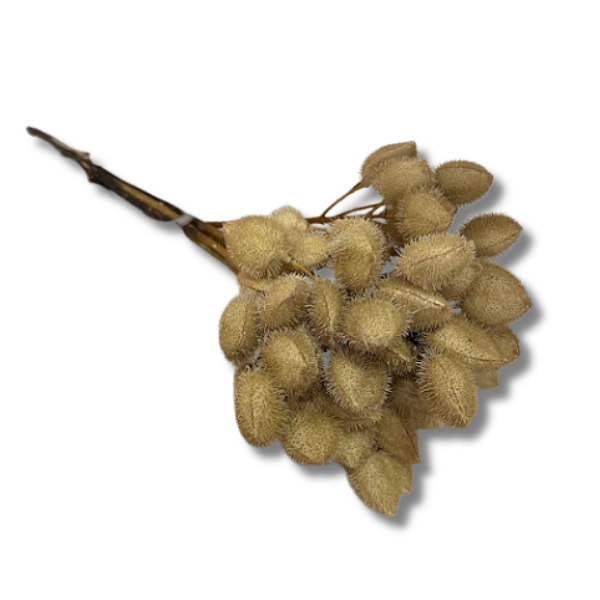 Buquê de URUCUM - Desidratado 60cm