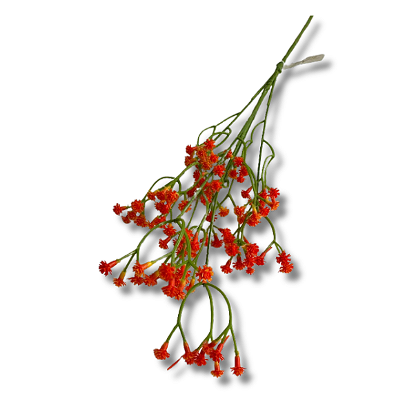 Haste KALANCHOE - Permanente 60x5cm
