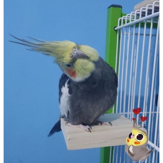 Plataforma para Aves