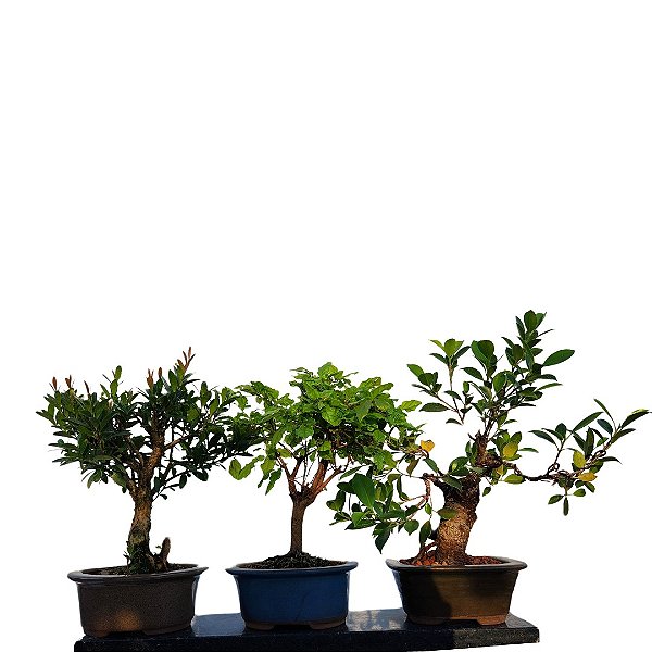 Kit Bonsais 3 Anos