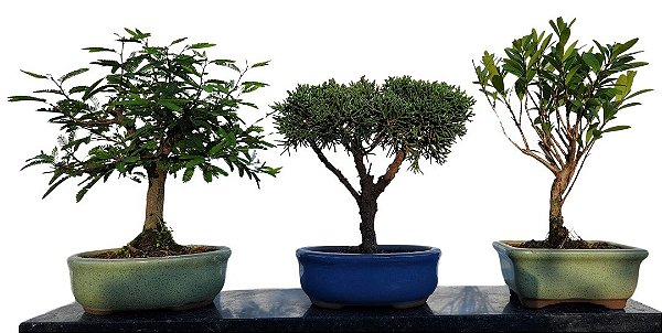 Kit bonsais 2 Anos