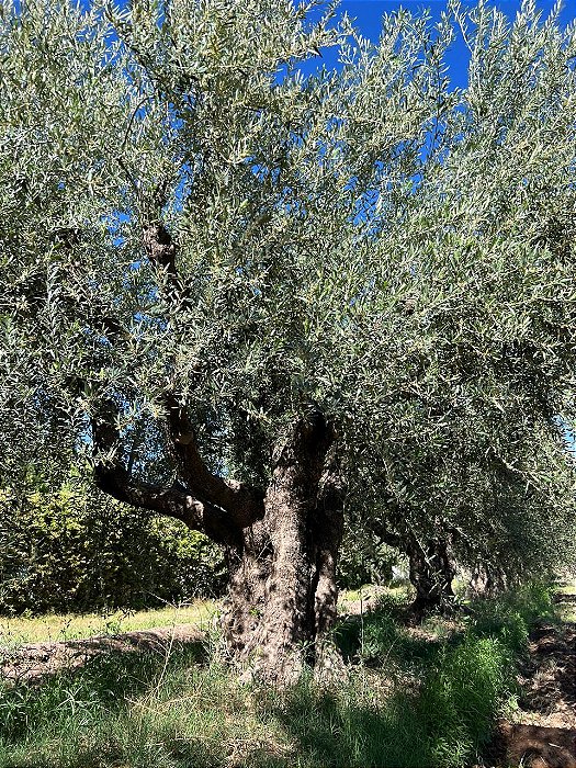 Oliveira centenária