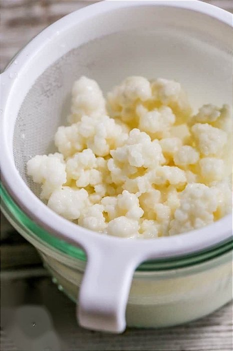 Kit 5 Probióticos (Kefir de leite, kefir de água, Kombucha e dois Iogurte infinitos)
