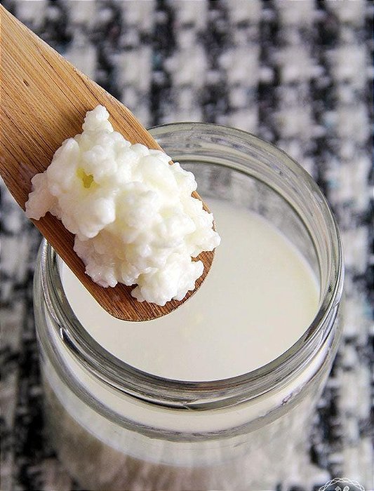 Kit 3 Probioticos (Kefir de leite, kefir de água, Kombucha)