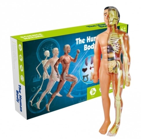 Brinquedo Anatomia corpo humano - Esqueleto 3D com Órgãos