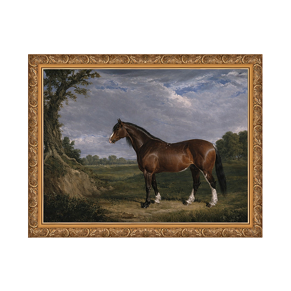 Um garanhão Clydesdale