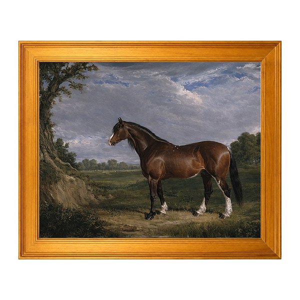Um garanhão Clydesdale