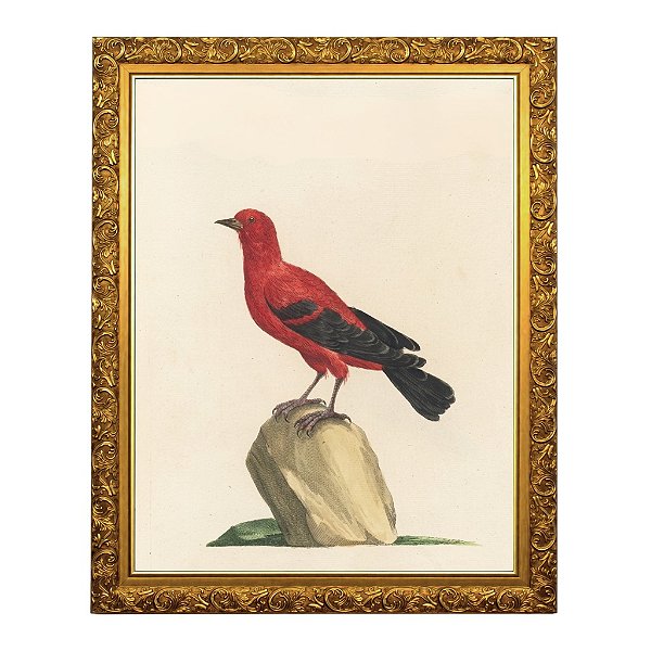 Pássaro Vermelho