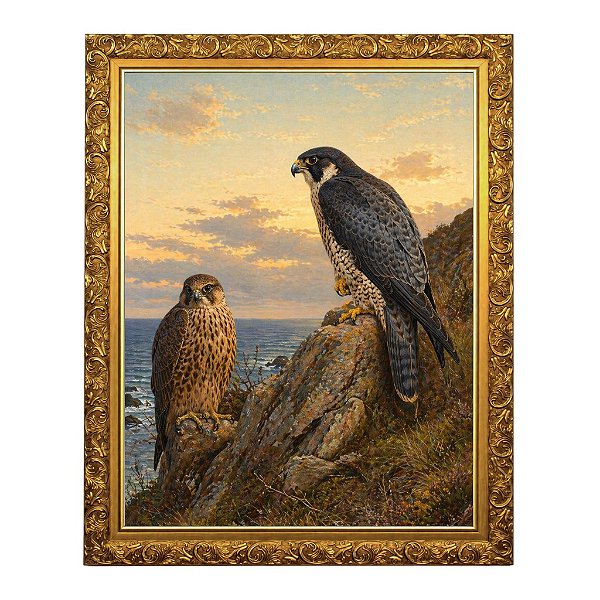 Um Falcão-peregrino adulto e imaturo (1889)