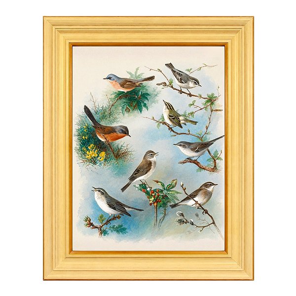Warbler e Wrens